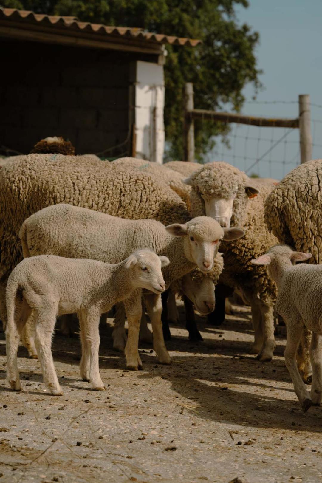 Herdade Vale De Cabras Portel Eksteriør billede