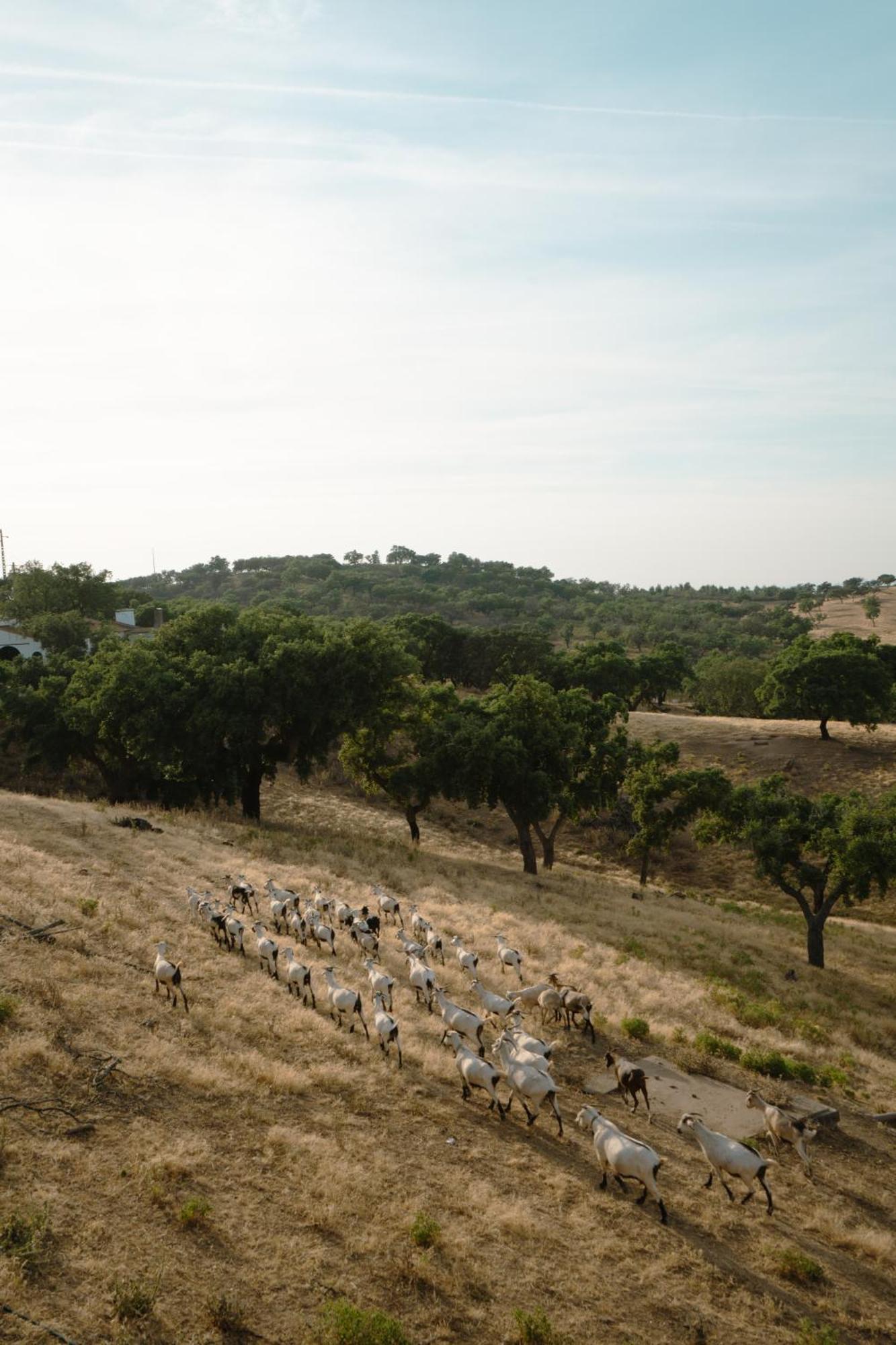 Herdade Vale De Cabras Portel Eksteriør billede